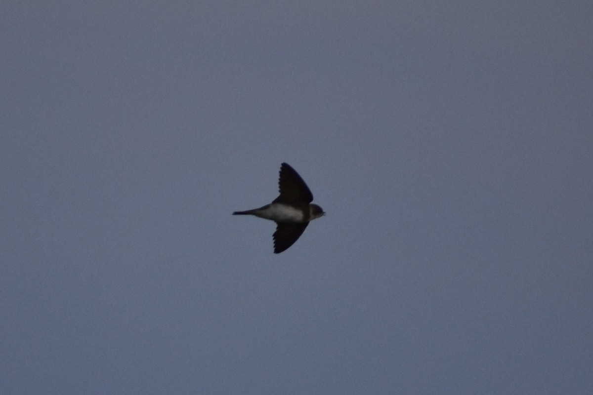 Bank Swallow - ML638249546