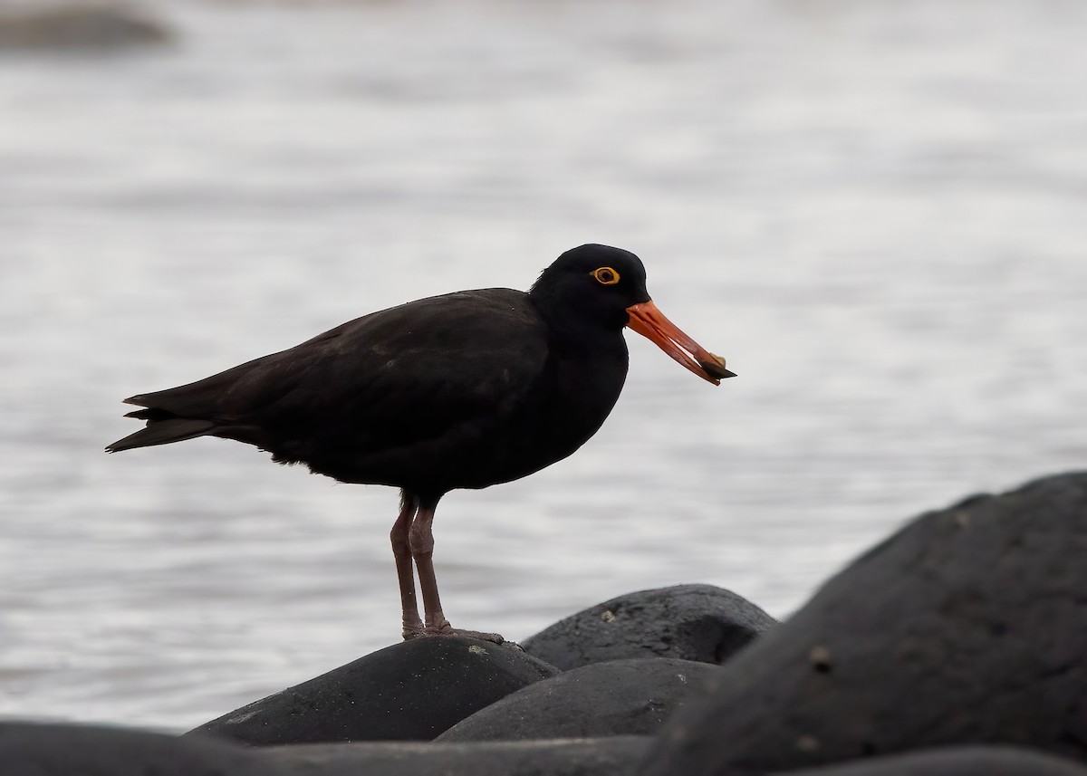 Sooty Oystercatcher - ML638249550
