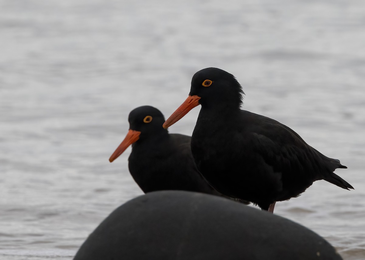 Sooty Oystercatcher - ML638249551