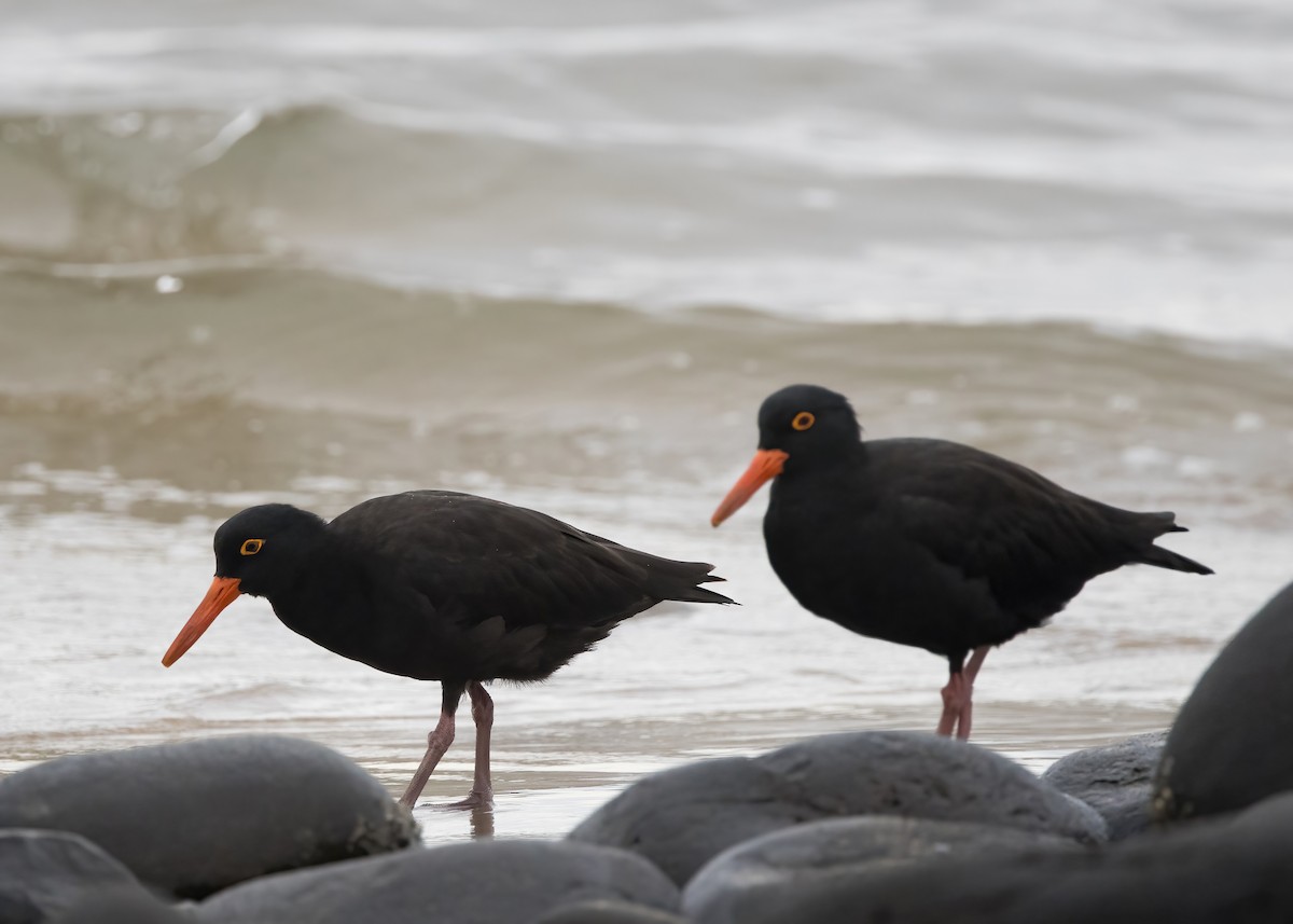 Sooty Oystercatcher - ML638249552