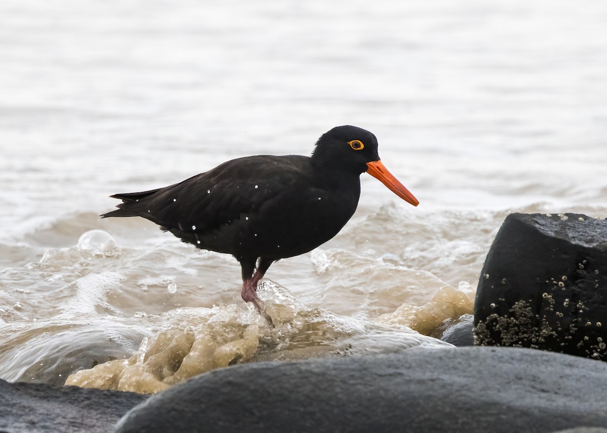 Sooty Oystercatcher - ML638249553