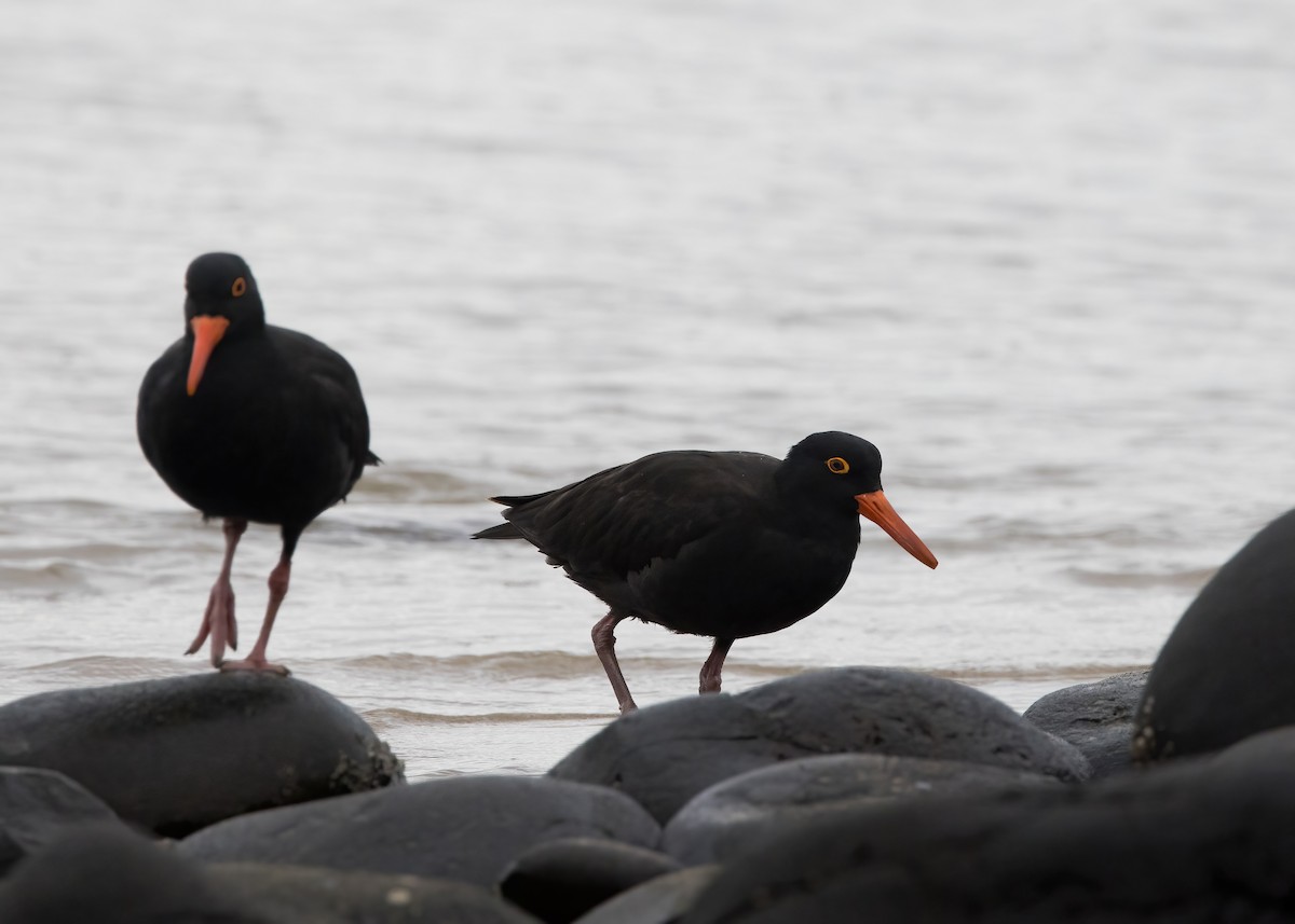 Sooty Oystercatcher - ML638249555