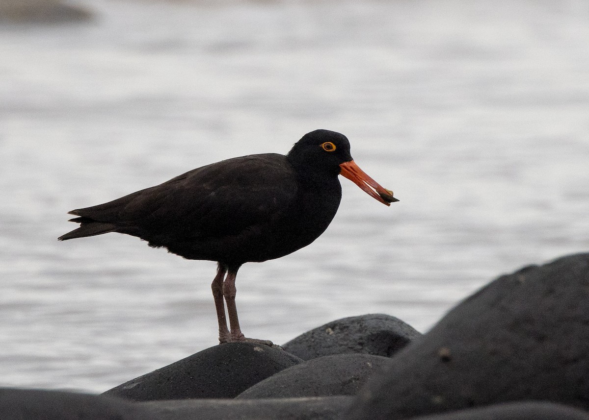 Sooty Oystercatcher - ML638249557