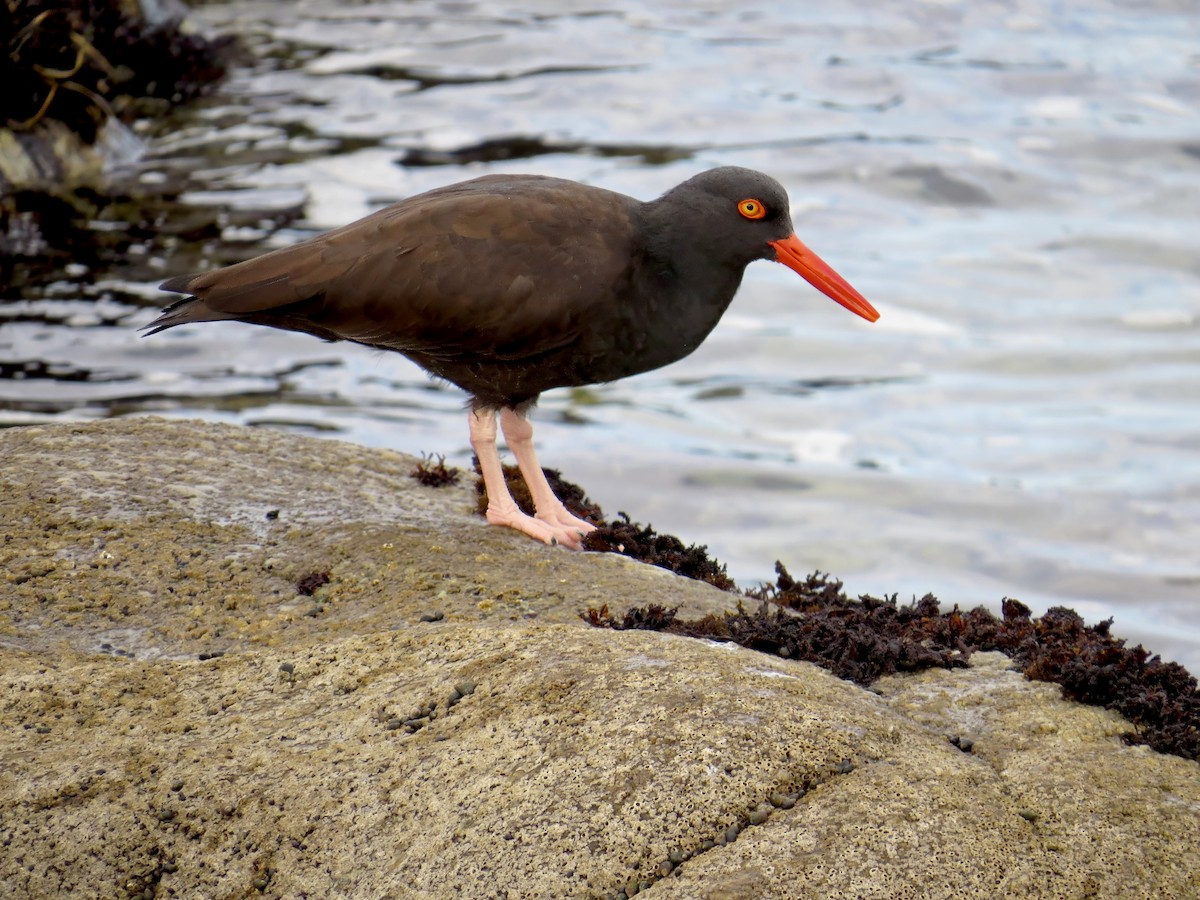 Black Oystercatcher - ML638249558