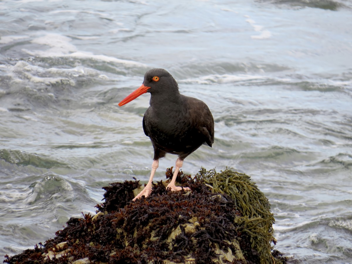 Black Oystercatcher - ML638249560