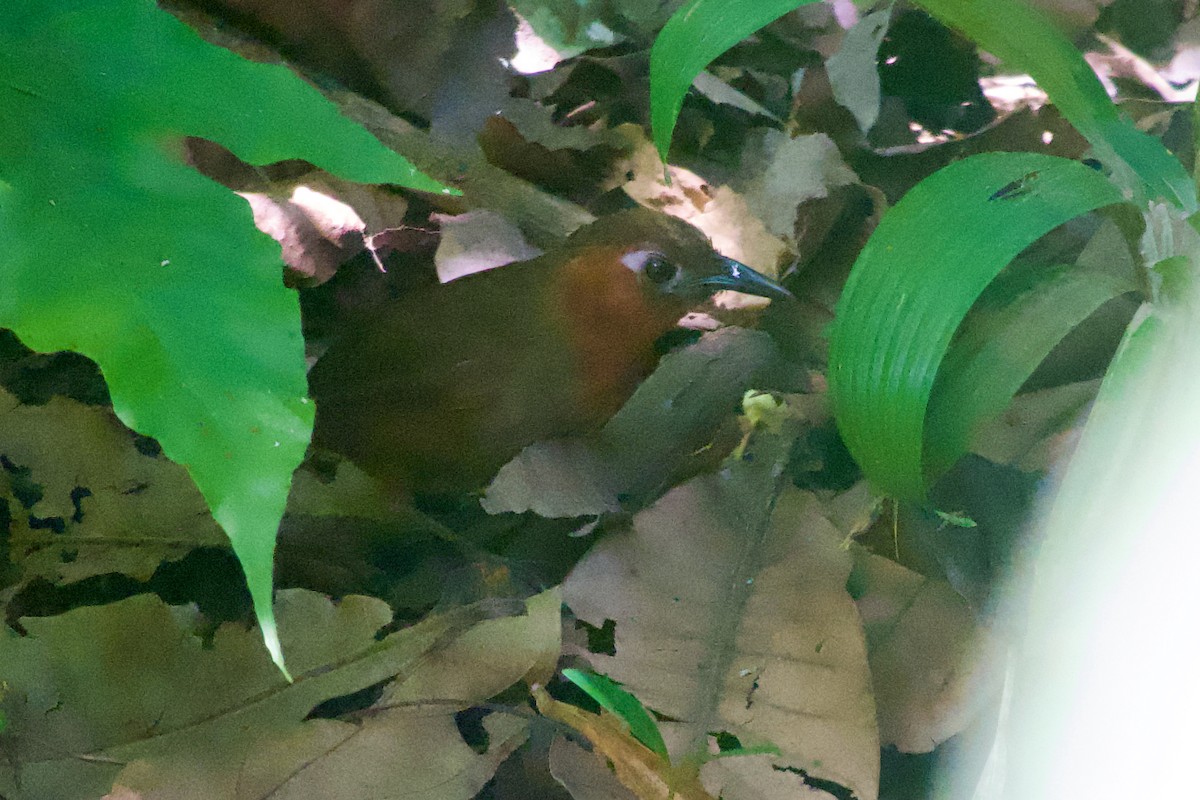 Song Wren - ML638249561