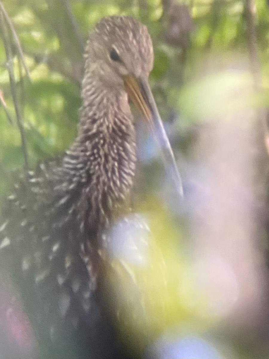 Limpkin - ML638249571