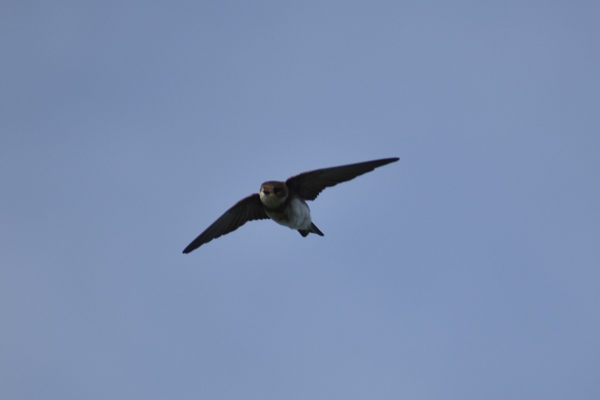 Bank Swallow - ML638249577