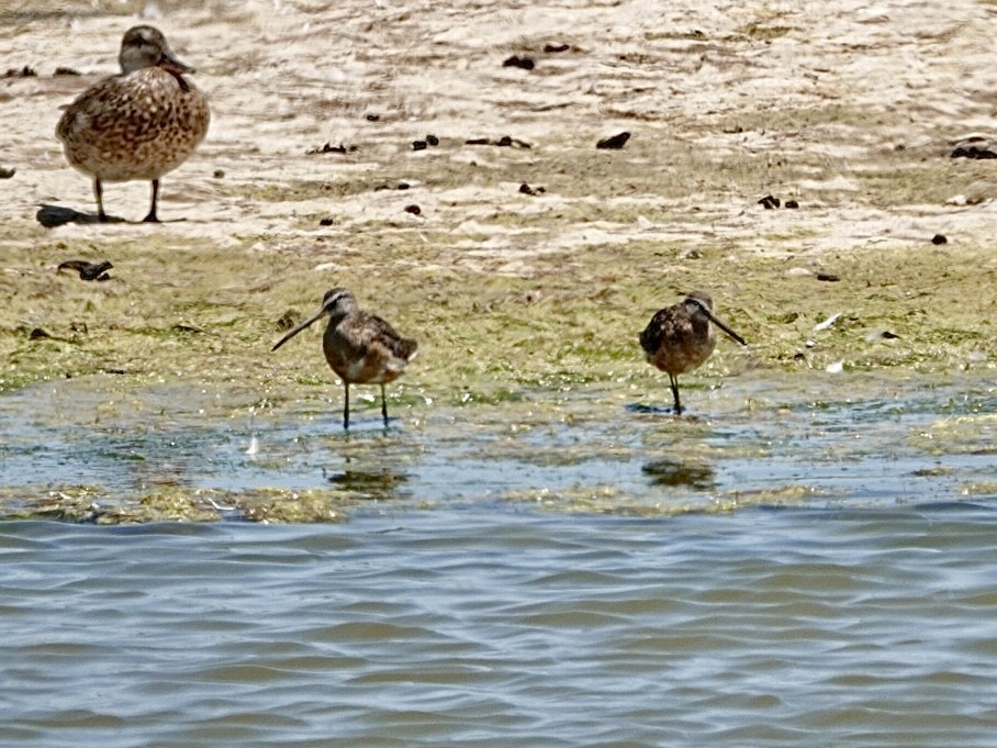Long-billed Dowitcher - ML638249582