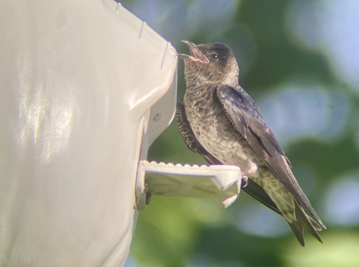 Purple Martin - ML638249593