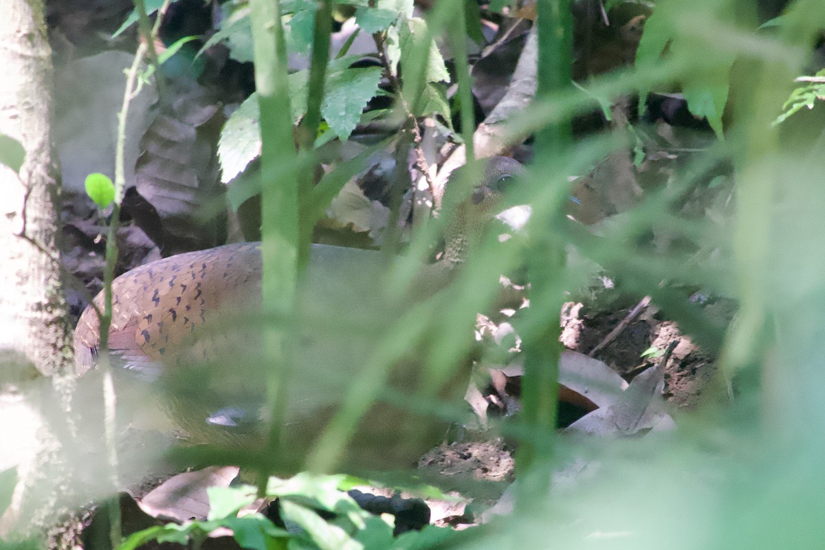 Great Tinamou - ML638249599