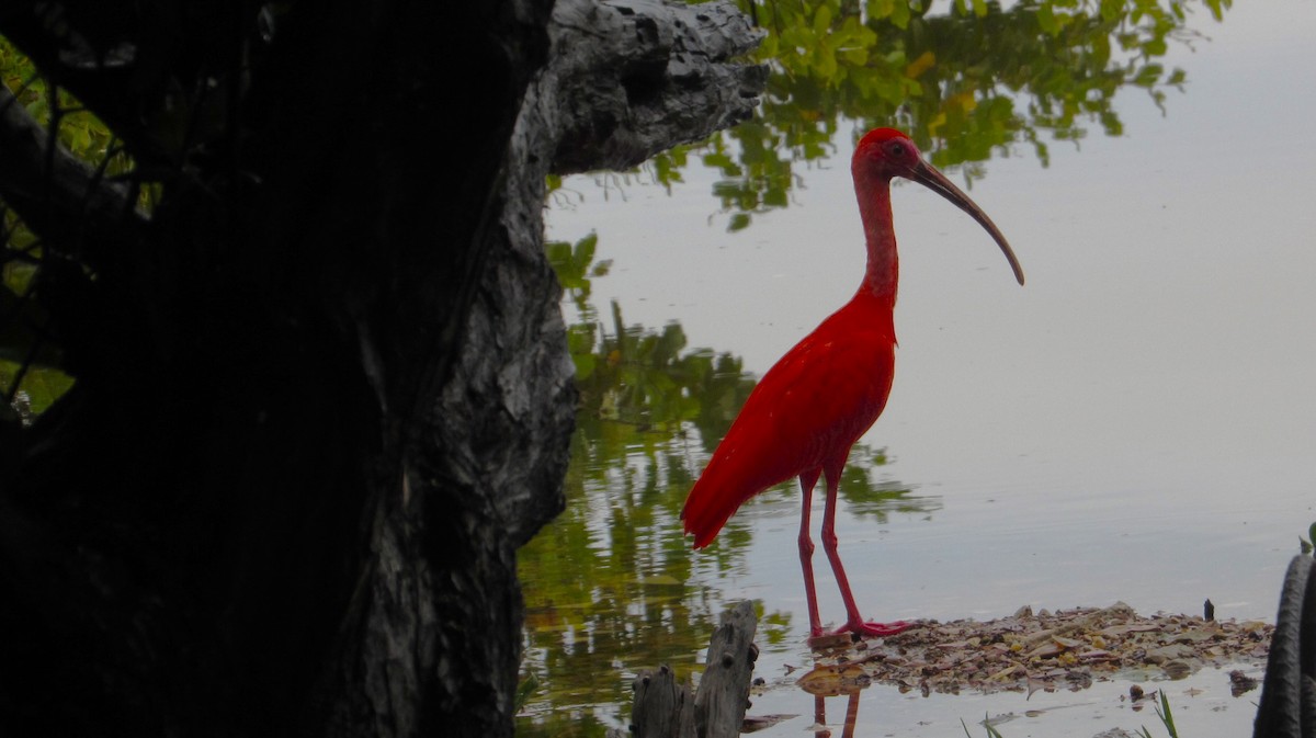 ibis rudý - ML638249602