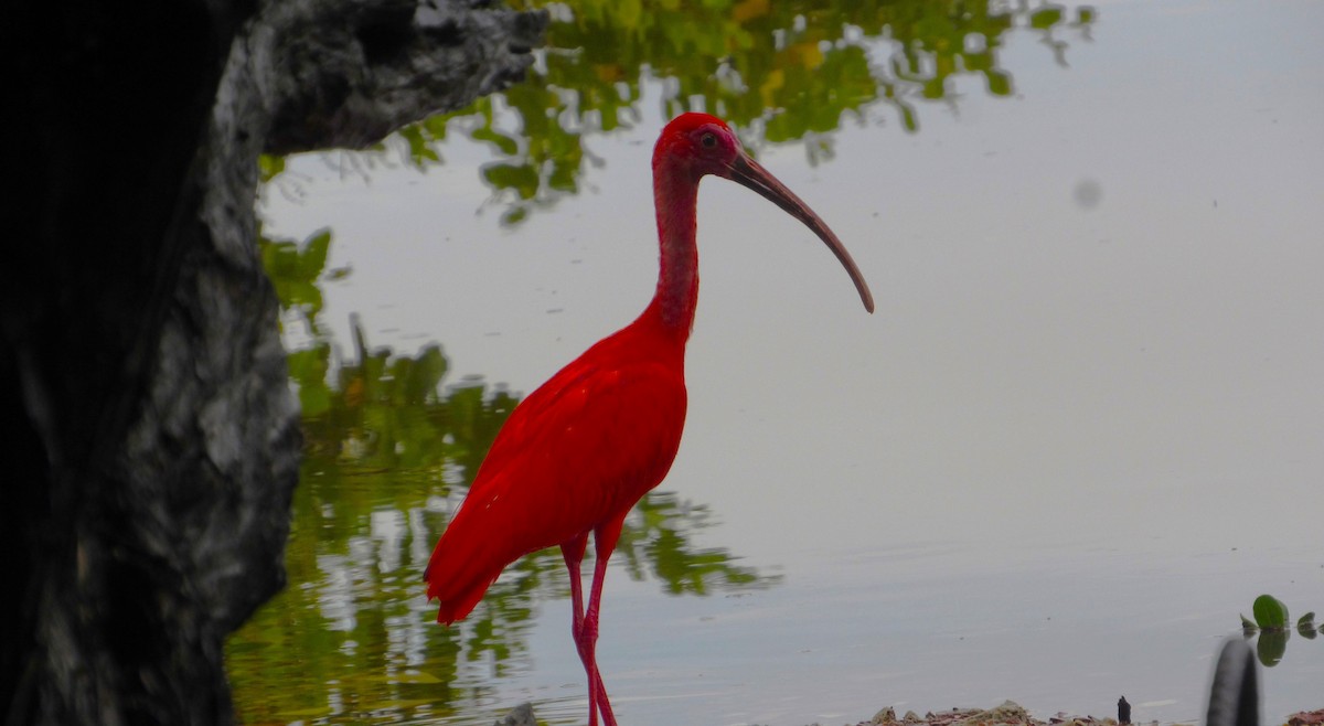 ibis rudý - ML638249603
