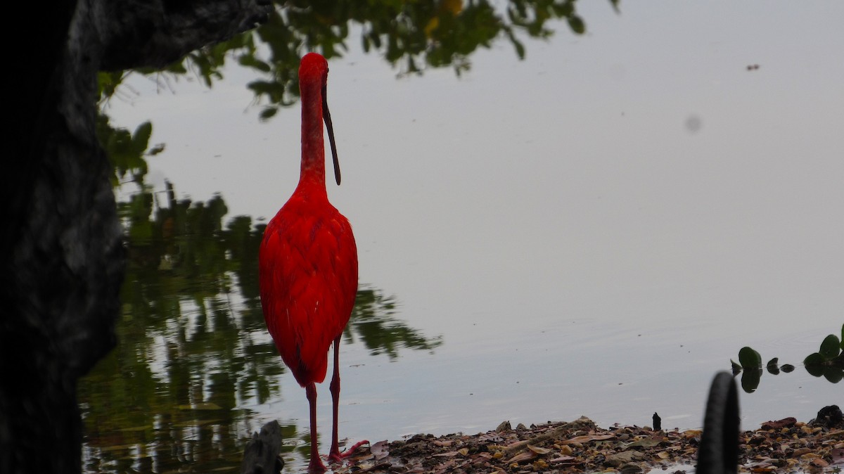 ibis rudý - ML638249604