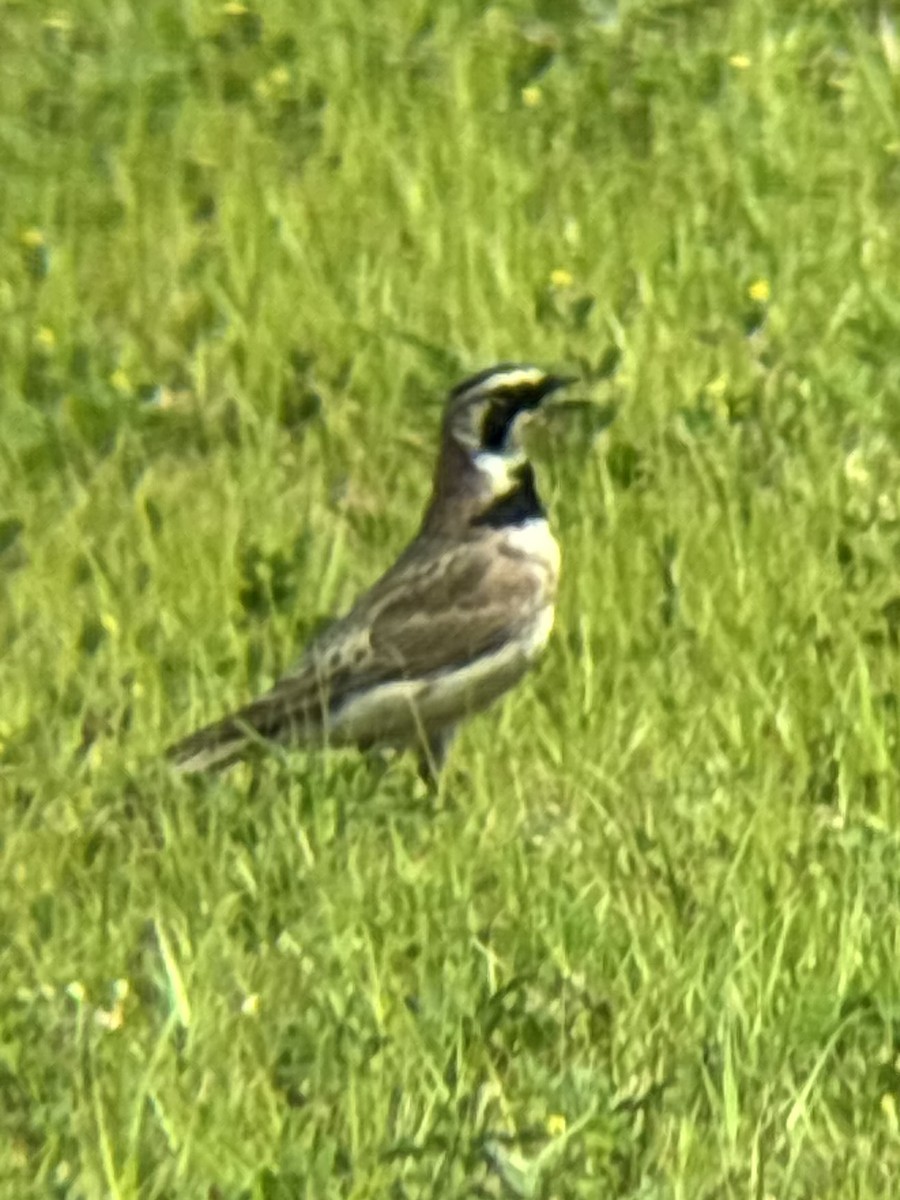 Horned Lark - ML638249612