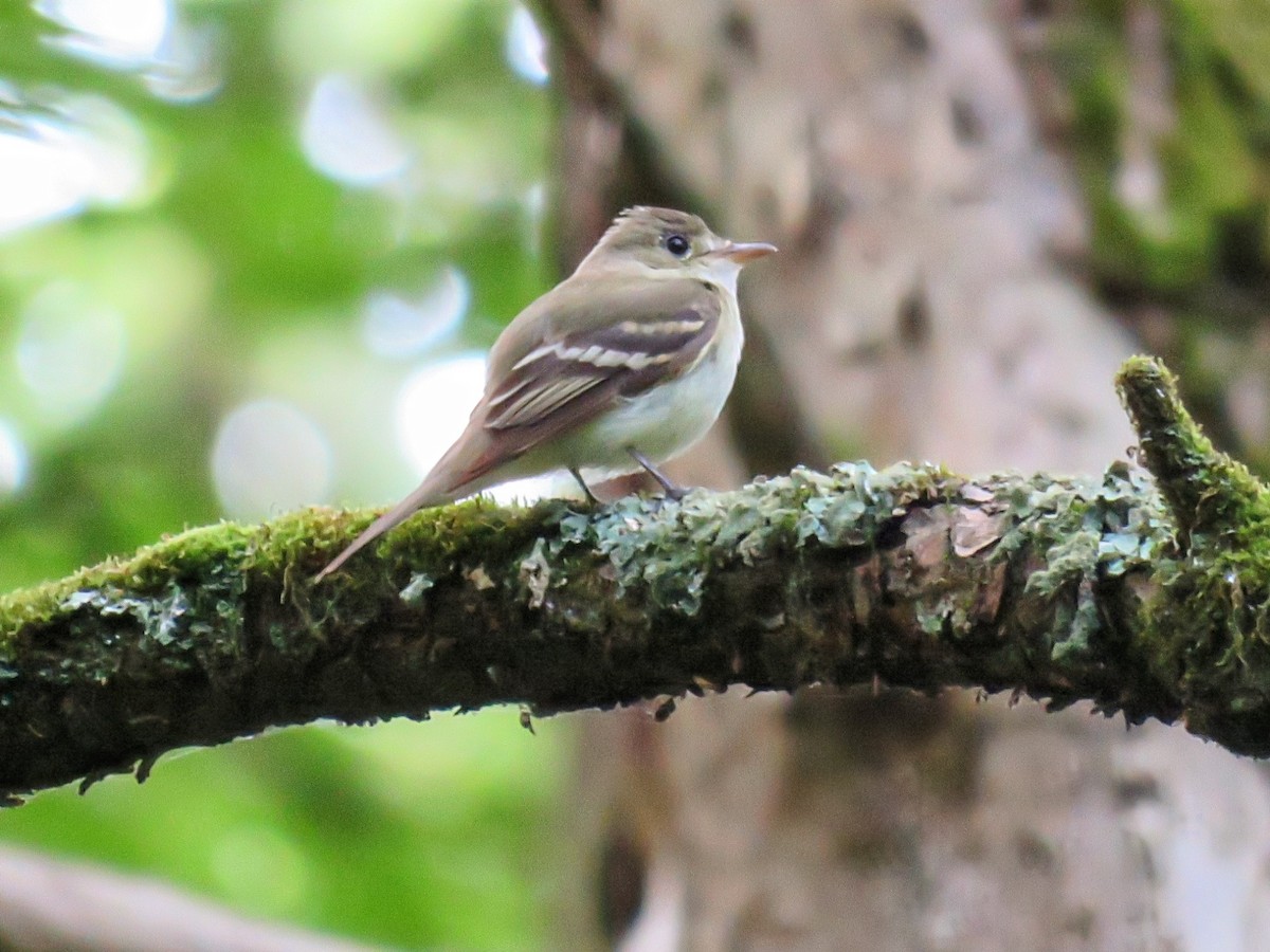Acadian Flycatcher - ML638249615