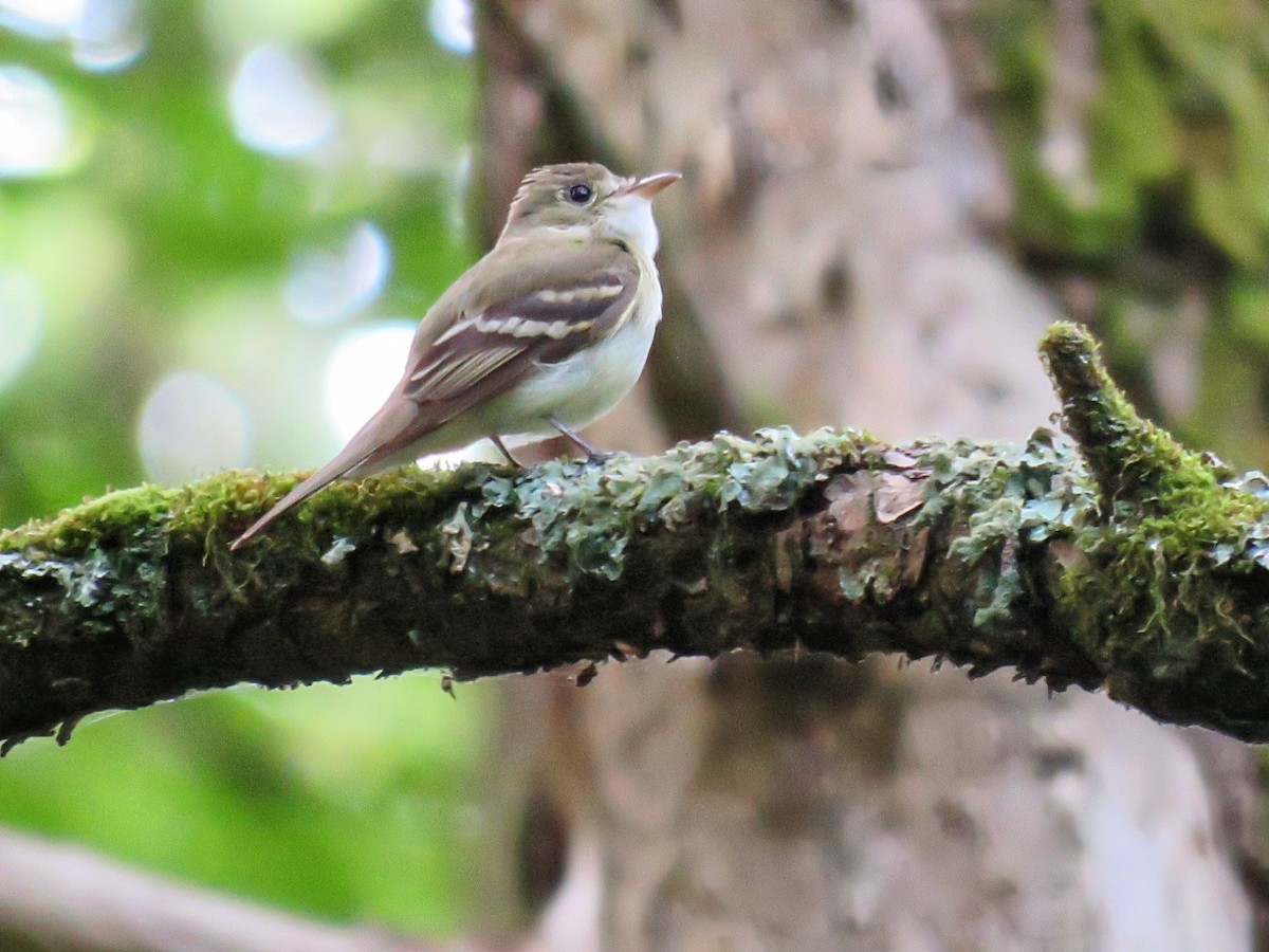 Acadian Flycatcher - ML638249616