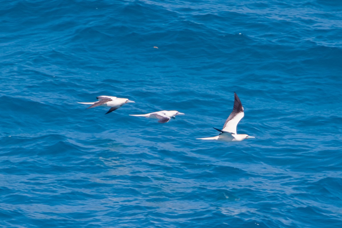 Red-footed Booby - ML638249636