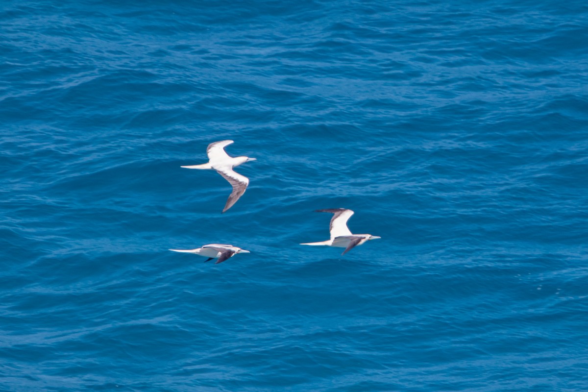 Red-footed Booby - ML638249637