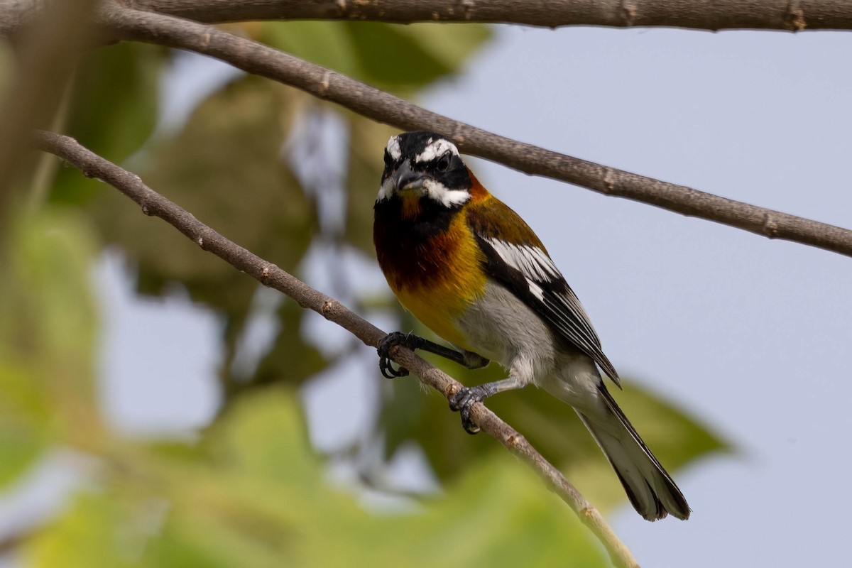 Western Spindalis (Cozumel I.) - ML638249641