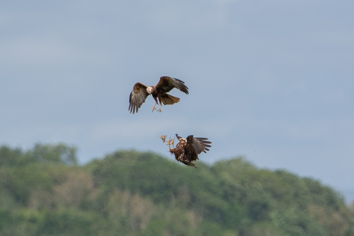 Western Marsh Harrier - ML638249662