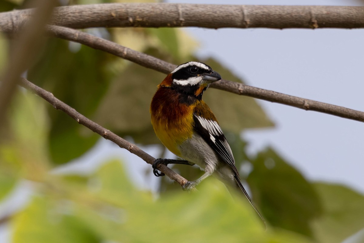 Western Spindalis (Cozumel I.) - ML638249670