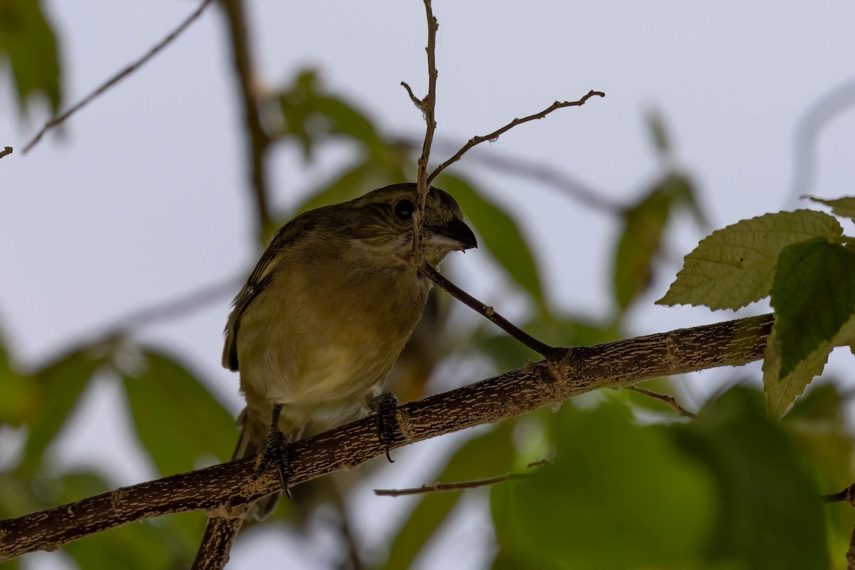 Western Spindalis (Cozumel I.) - ML638249672