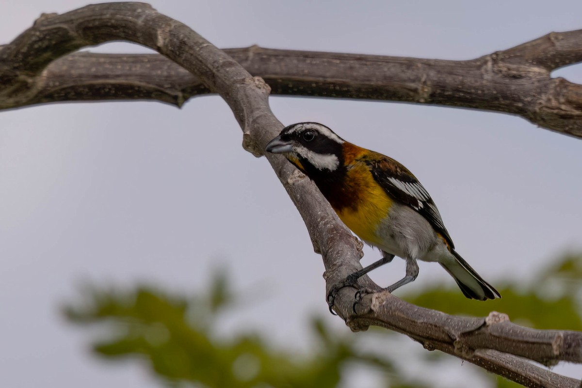 Western Spindalis (Cozumel I.) - ML638249688