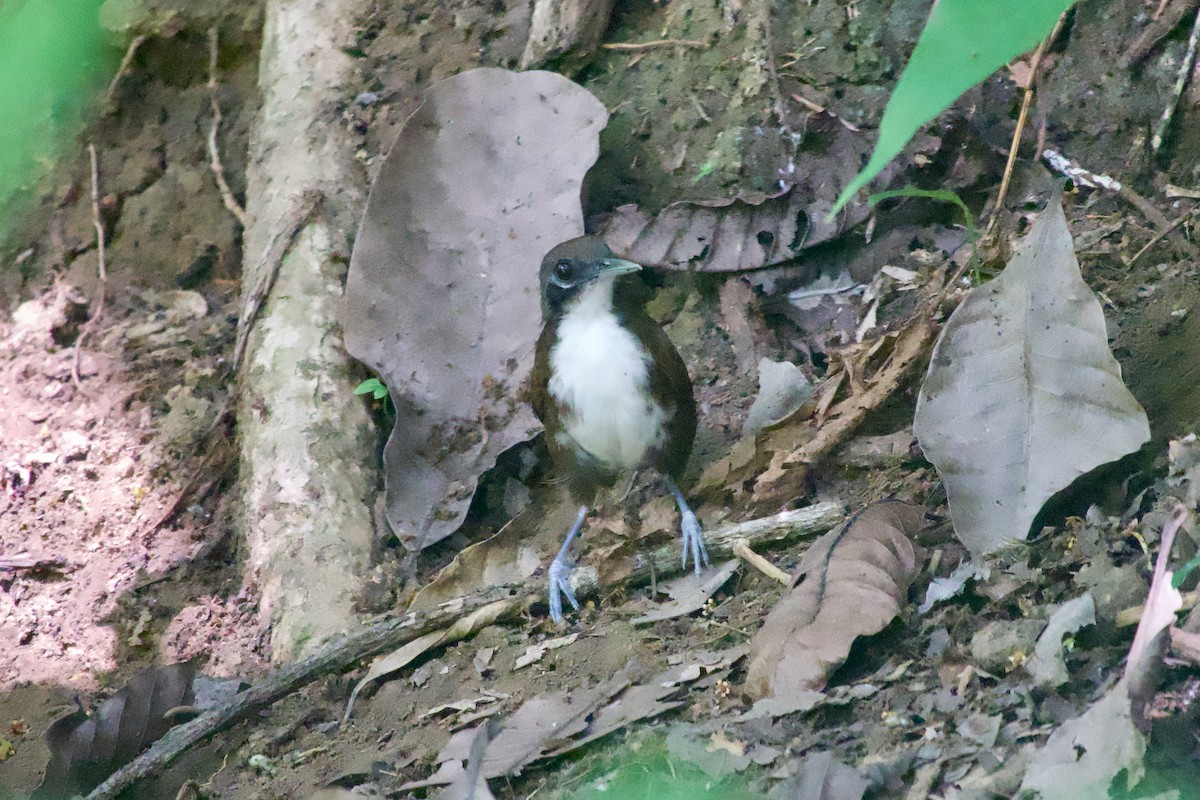 Bicolored Antbird - ML638249690