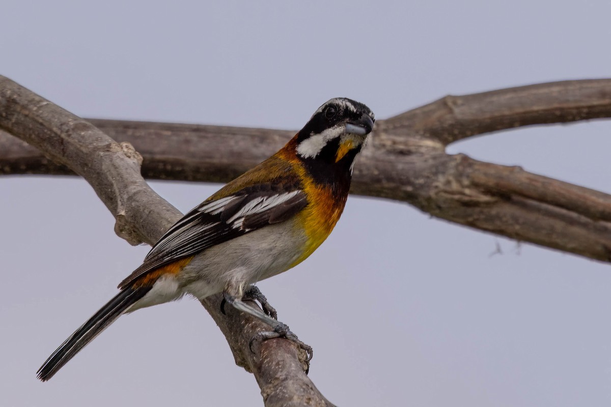 Western Spindalis (Cozumel I.) - ML638249698
