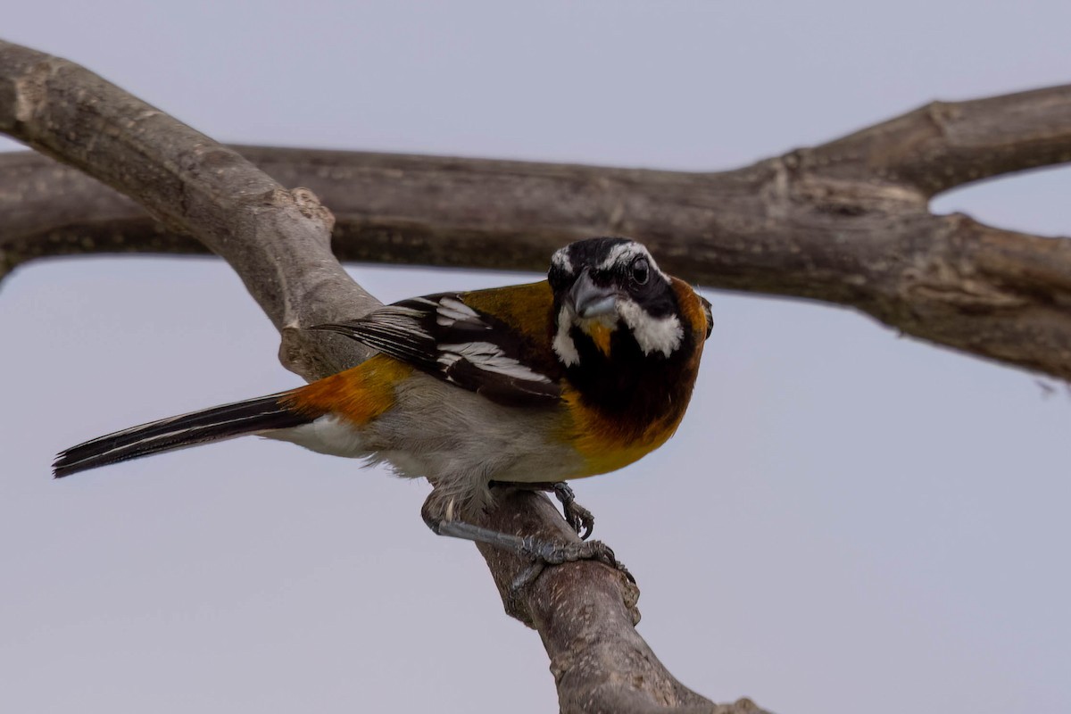 Western Spindalis (Cozumel I.) - ML638249700