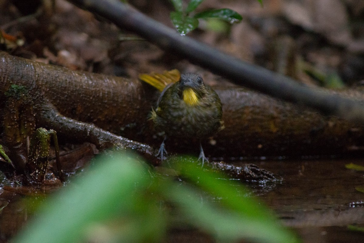 Western Bearded-Greenbul - ML638249708