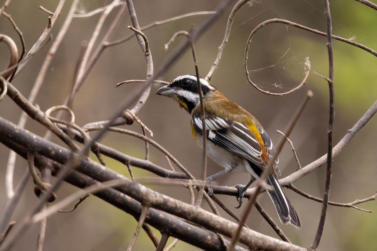 Western Spindalis (Cozumel I.) - ML638249713