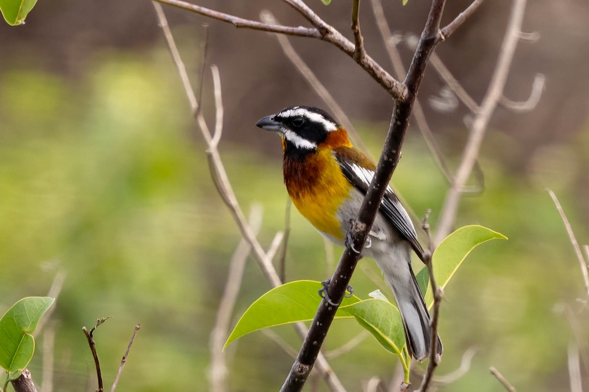 Western Spindalis (Cozumel I.) - ML638249722