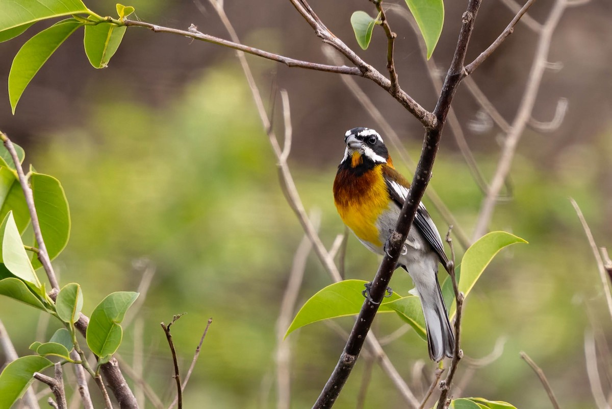 Western Spindalis (Cozumel I.) - ML638249723