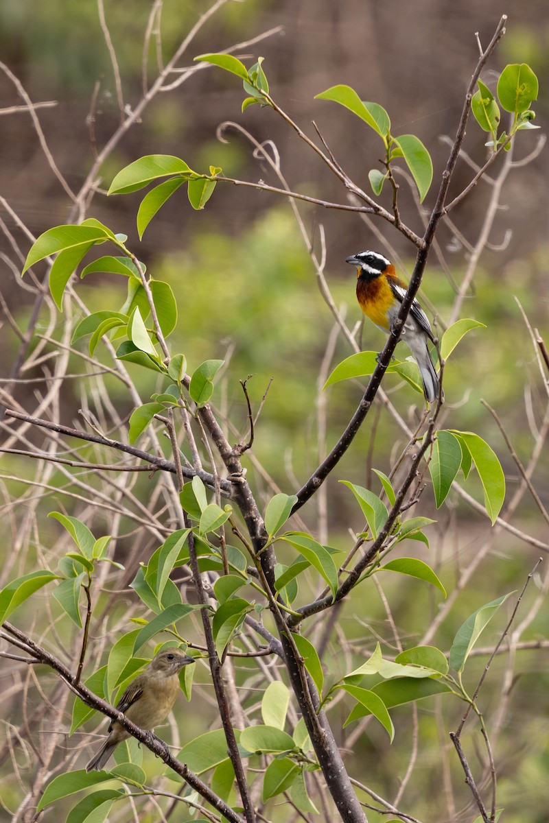 Western Spindalis (Cozumel I.) - ML638249724