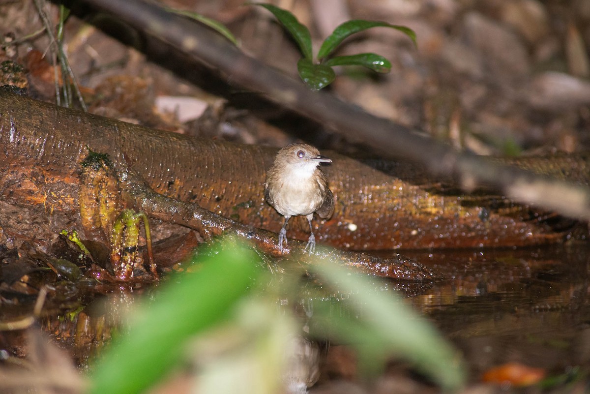 Pale-breasted Illadopsis - ML638249735