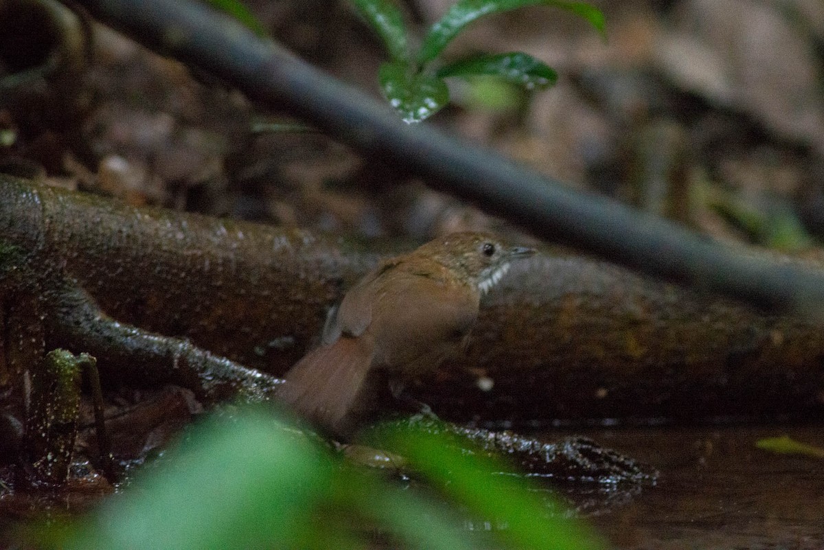 Pale-breasted Illadopsis - ML638249737
