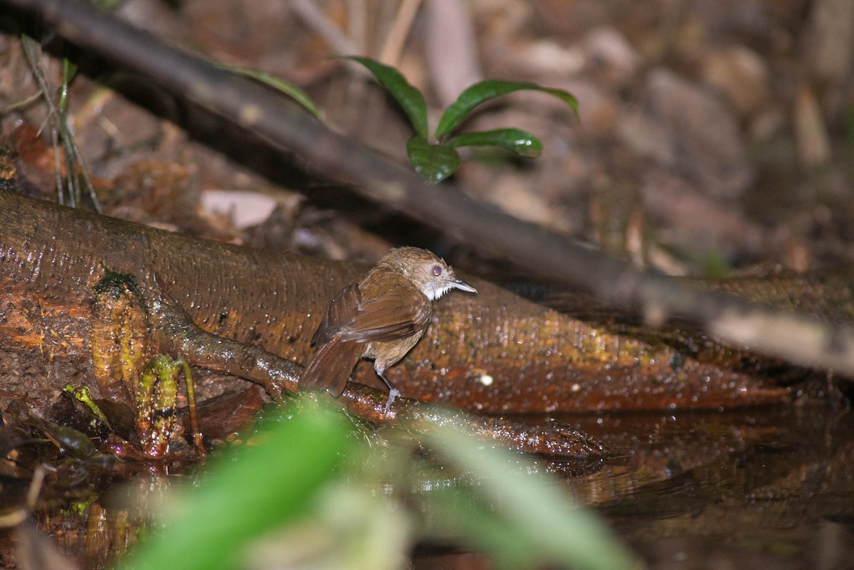 Pale-breasted Illadopsis - ML638249738