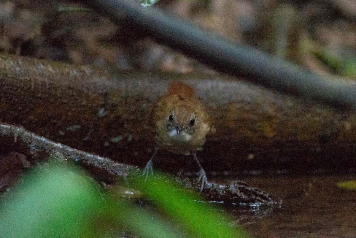 Pale-breasted Illadopsis - ML638249740