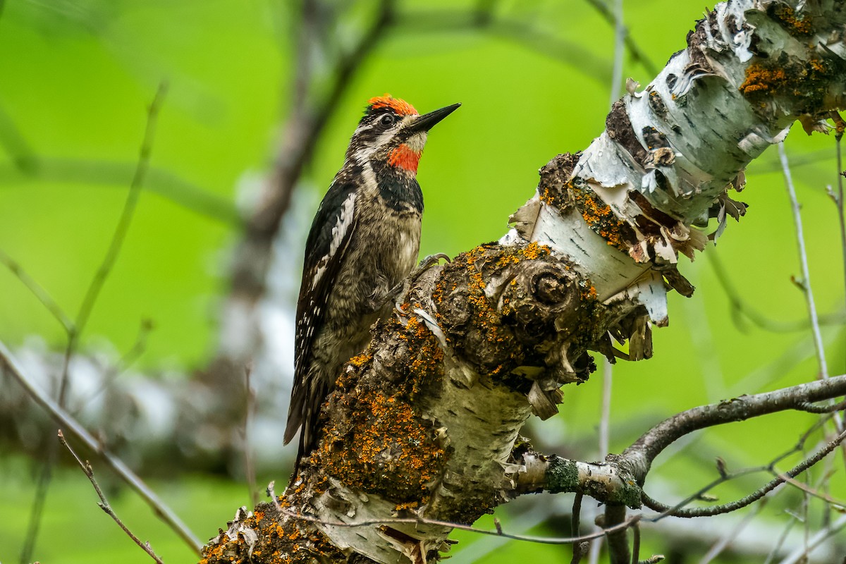 Red-naped Sapsucker - ML638249747