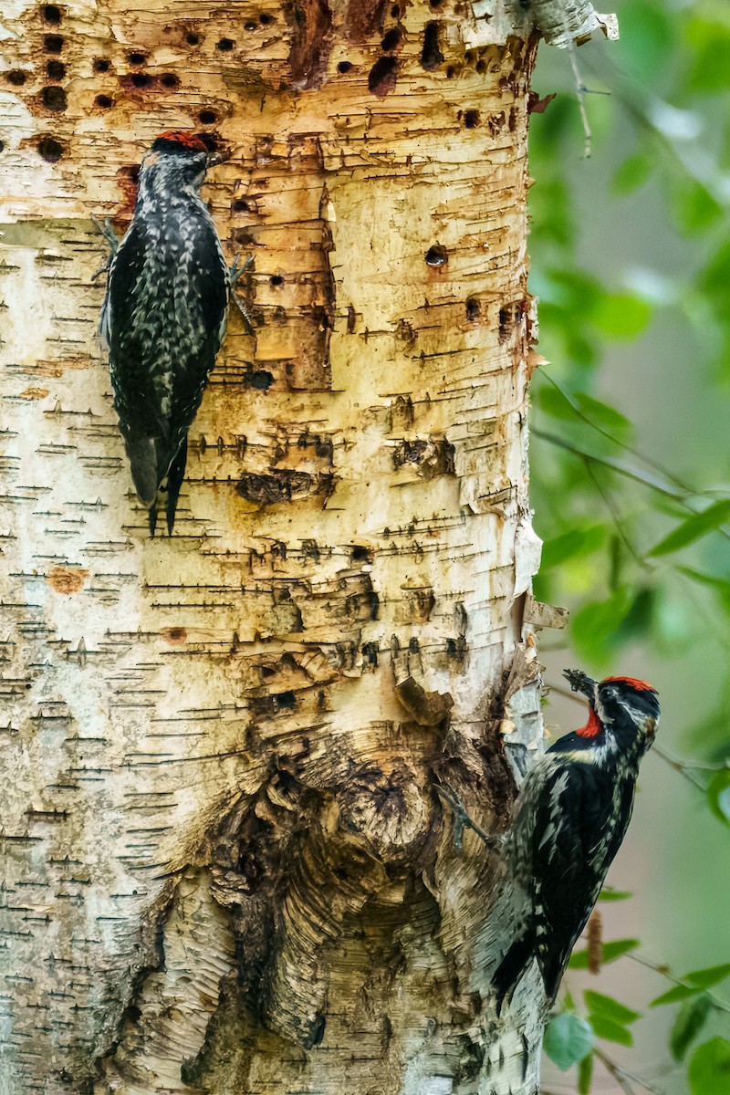 Red-naped Sapsucker - ML638249748