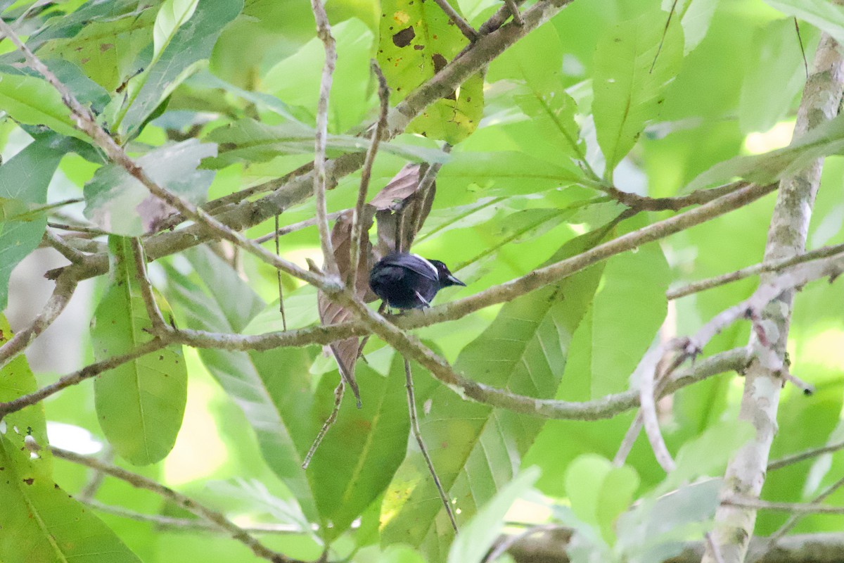 White-shouldered Tanager - ML638249754