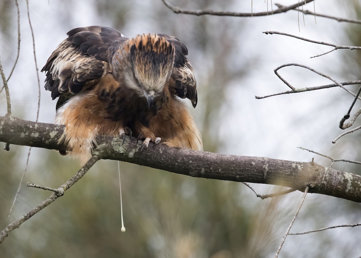 Square-tailed Kite - ML638249780