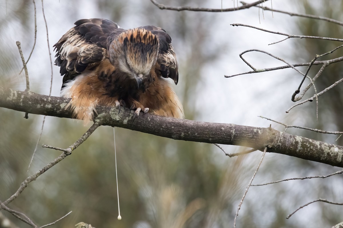 Square-tailed Kite - ML638249781
