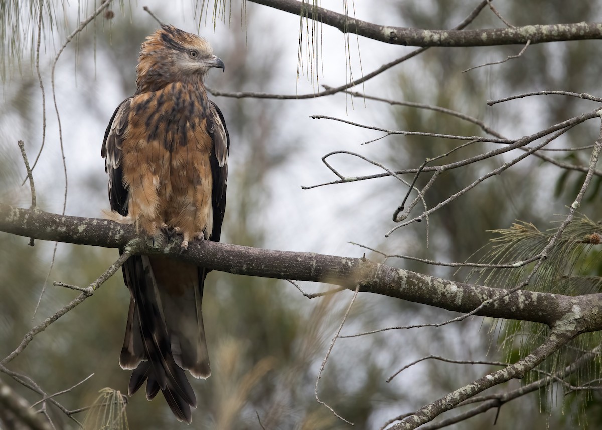 Square-tailed Kite - ML638249782