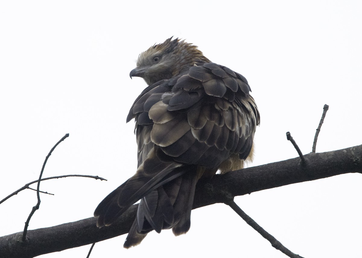 Square-tailed Kite - ML638249783