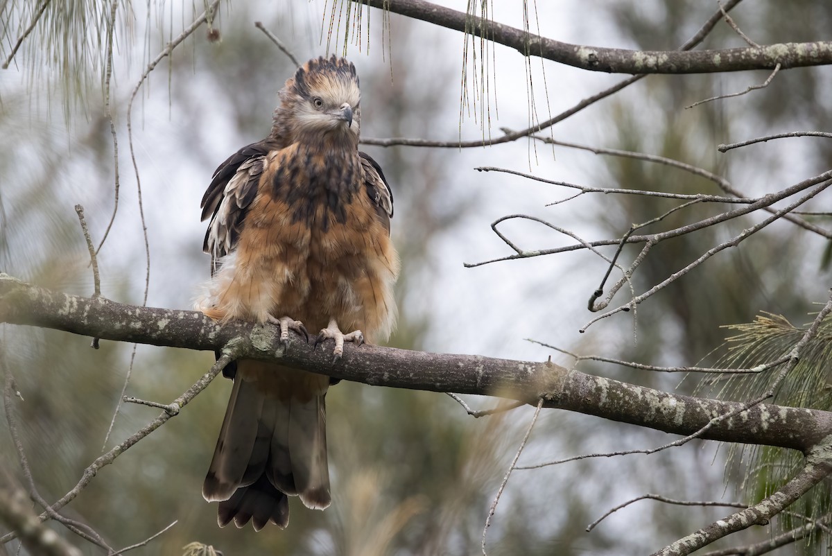 Square-tailed Kite - ML638249784