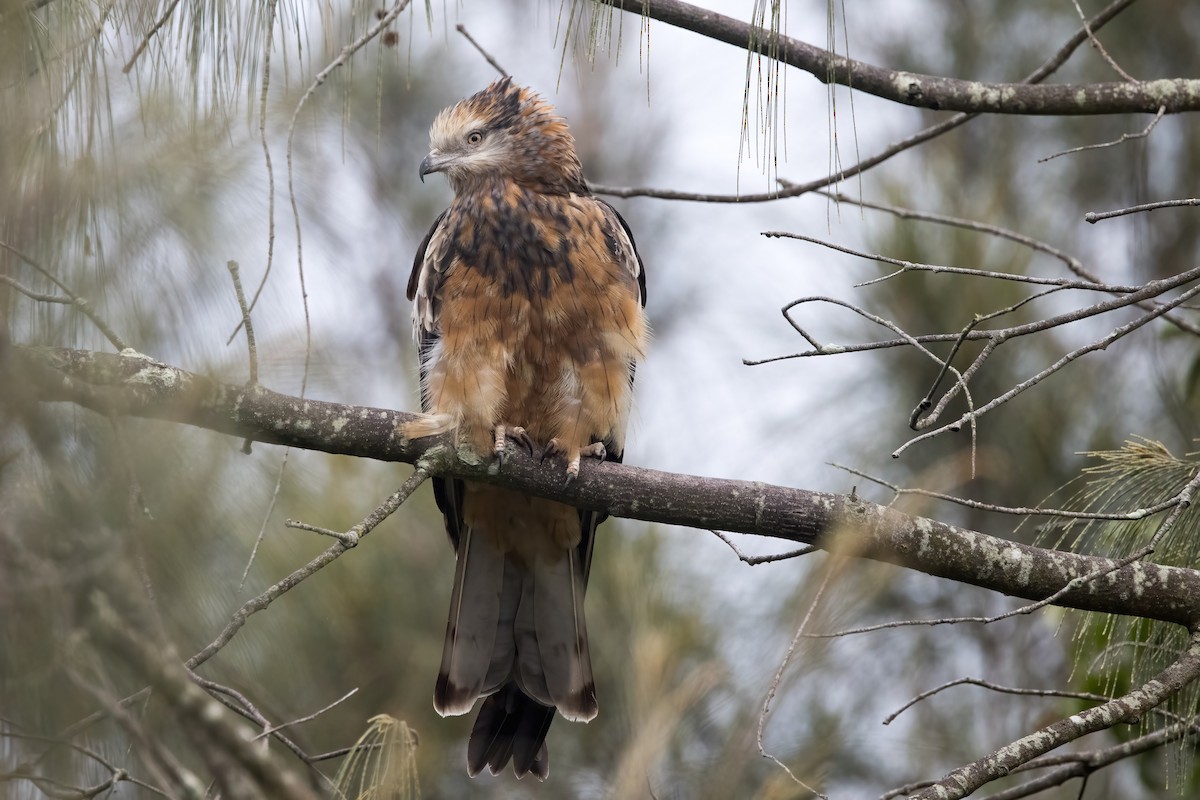 Square-tailed Kite - ML638249785