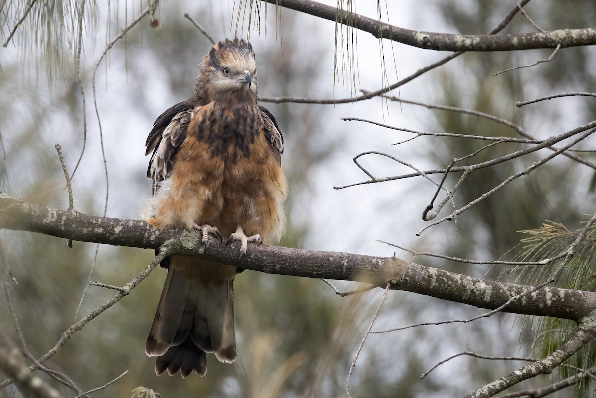 Square-tailed Kite - ML638249786